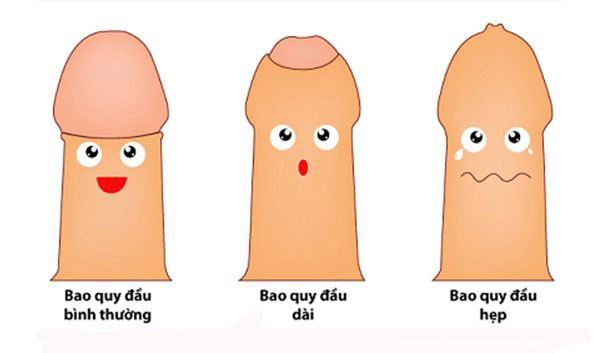 Bao quy đầu bình thường là như thế nào ? ] Hình ảnh minh họa