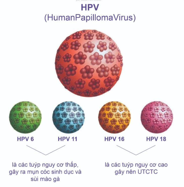Những loại HPV phổ biến và cách phòng ngừa | VIAM